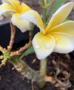 Close up of a flower with water droplets