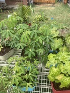 Collection of green plants in planters