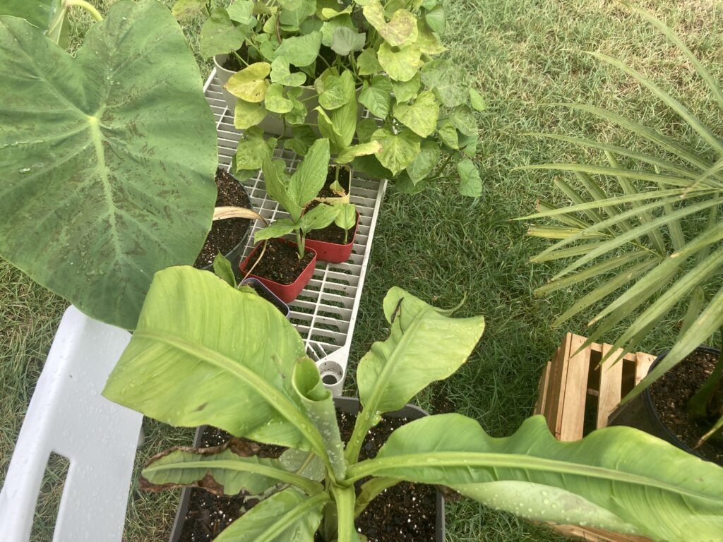 Variety of green plants outside