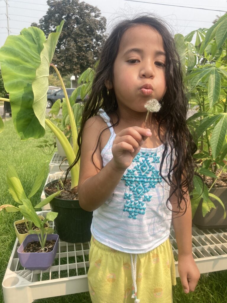A child outside blowing on a dandelion
